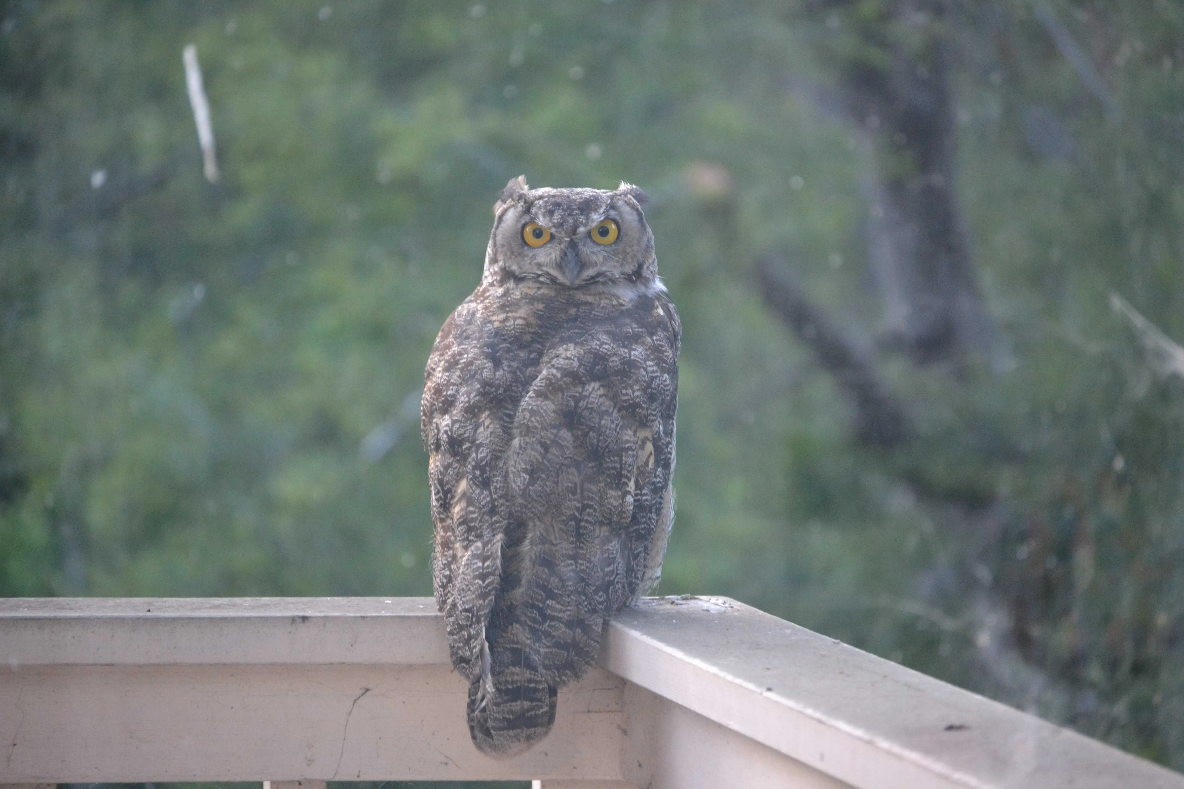 owl